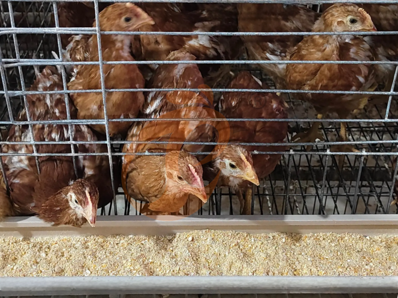 Types de conception de cages pour poulets de chair