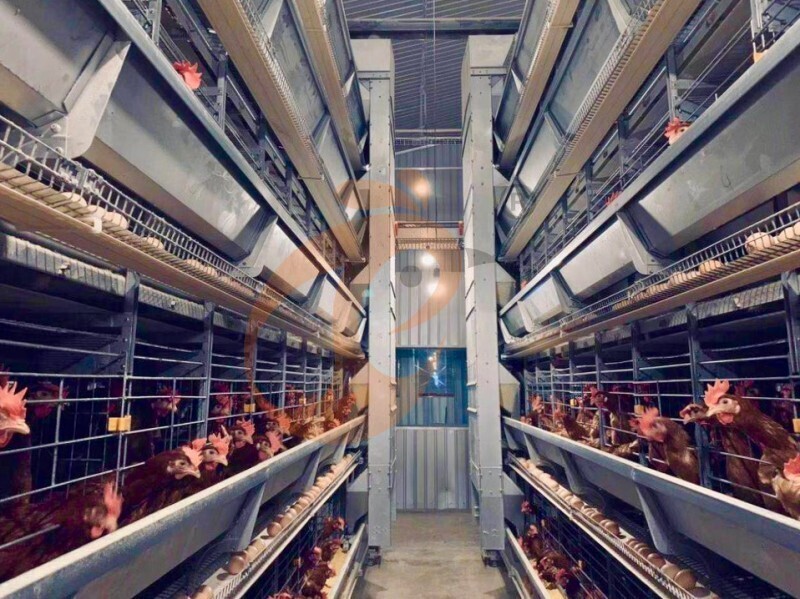 Layer Chicken Cage Design (111)(1)