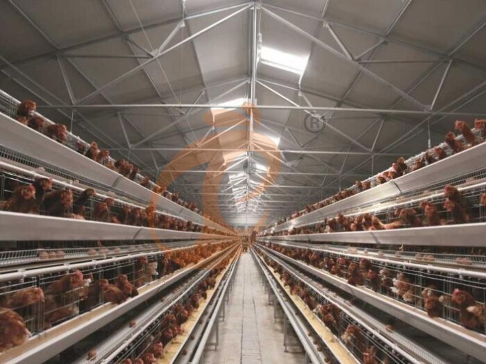 Cage à poules pondeuses entièrement automatique de type A