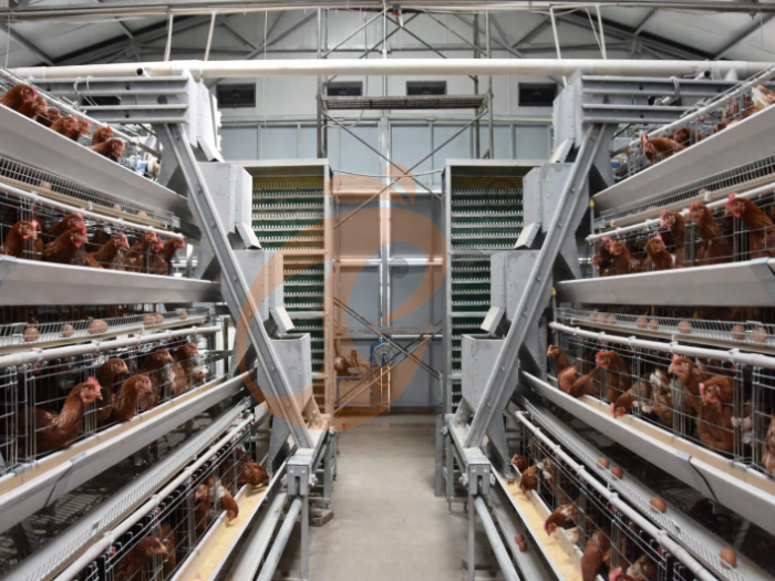 Cage à poules pondeuses entièrement automatique de type A