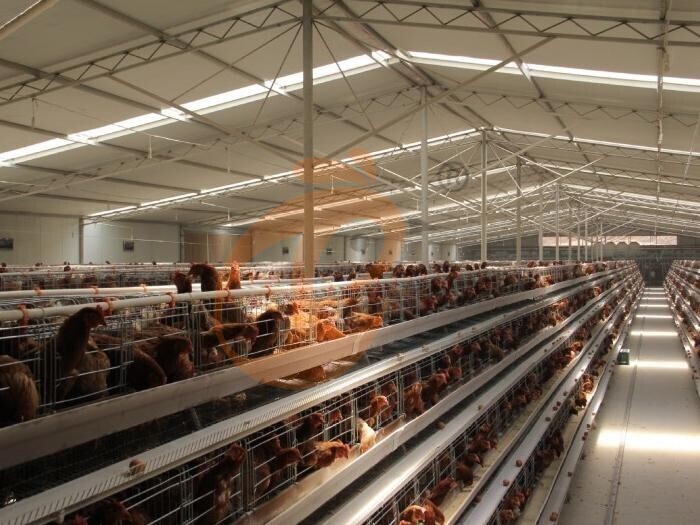 Cage à poules pondeuses entièrement automatique de type A