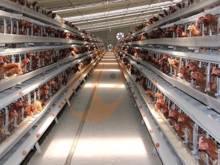 Cage à poules pondeuses entièrement automatique de type A