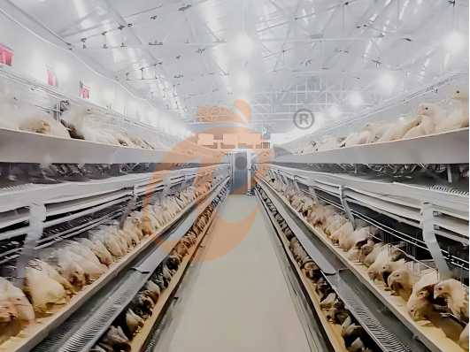 Conception de Cage à Poules Semi-Automatique Type H - Transformez Votre Poulailler en une Production d'Œufs Propre et Extensible Conception de Cage à Poules Semi-Automatique Type H - Transformez Votre Poulailler en une Production d'Œufs Propre et Extensible