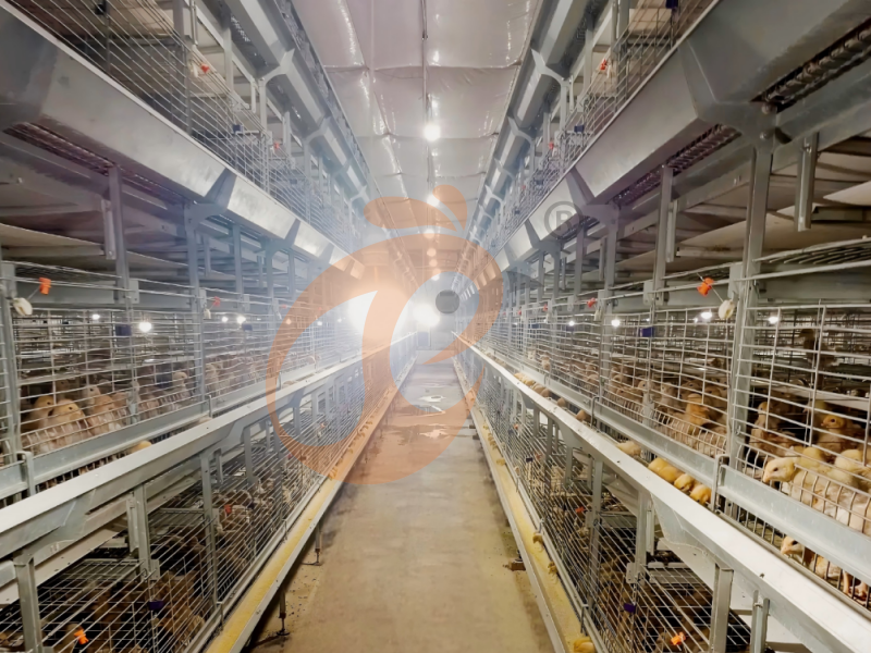 Conception d'une cage entièrement automatique de type H pour poussins d'un jour