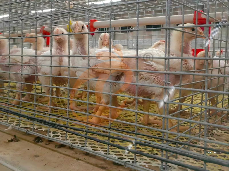 Conception de cage à poulets de chair de type H semi-automatique