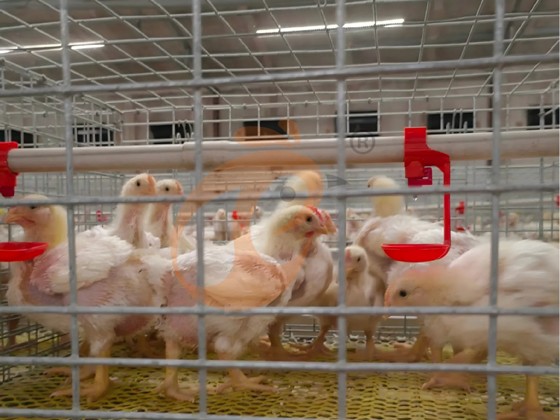 Conception de cage à poulets de chair de type H semi-automatique