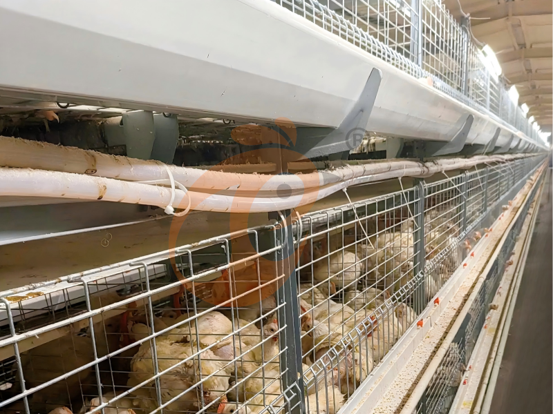 Conception de cage à poulets de chair de type H semi-automatique