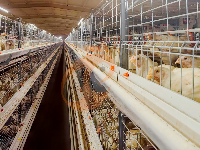 Conception de cage à poulets de chair de type H semi-automatique