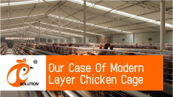 battery cage poultry farm (5)