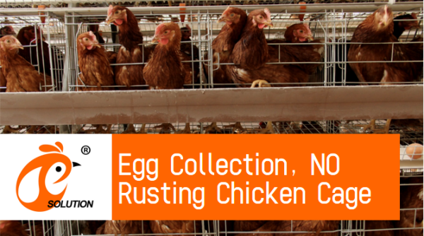 Cage à poulets en batterie en Tanzanie, 4 étages de cages à poulets galvanisées de type A à vendre, 160 oiseaux par lot