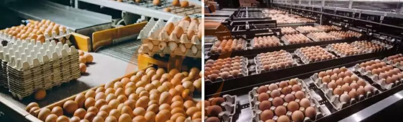 poultry farm equipment (4)