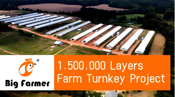 Amérique 1 500 000 poules pondeuses, 12 poulaillers, 101 520 poules pondeuses par poulailler, 8 niveaux de système automatique de cages en batterie pour poules pondeuses