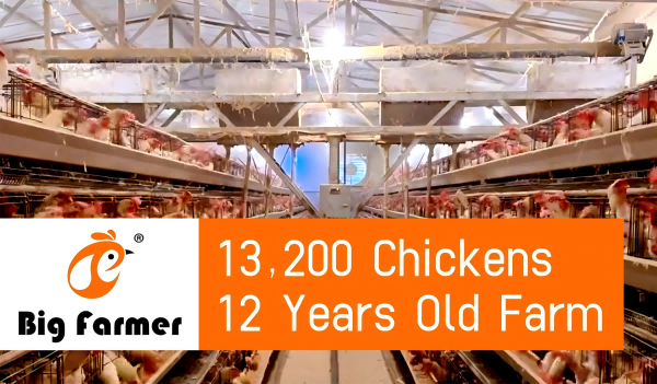 Vietnam 13,200 Poulet de ponte Equipement de volaille dans une ferme de poulets, trémie automatique et cage à poulets pour la vente