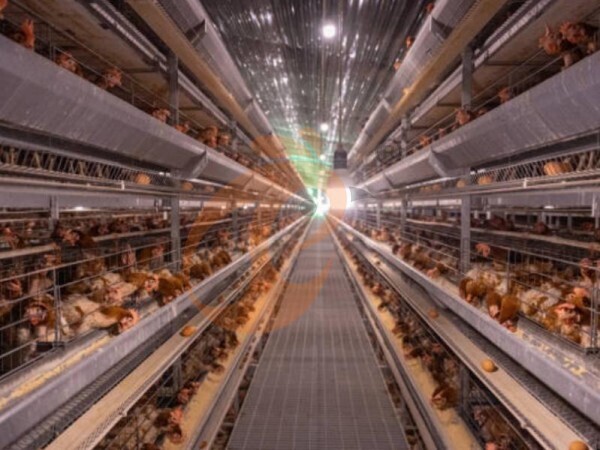 Comment choisir un système de cages pour pondeuses en fonction de la taille de l'élevage et des objectifs de production