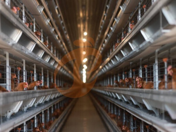 Fournisseur en Tanzanie de cages à pondeuses de haute qualité avec soutien d'usine locale