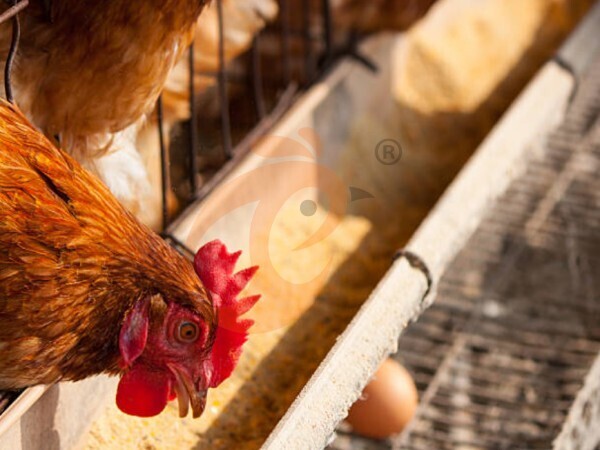 Cages à ponte directes d'usine pour 1 000 000 d'oiseaux au Nigeria | Automatisation de type H & A