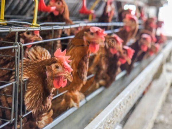 chicken battery cage poultry farming (86)