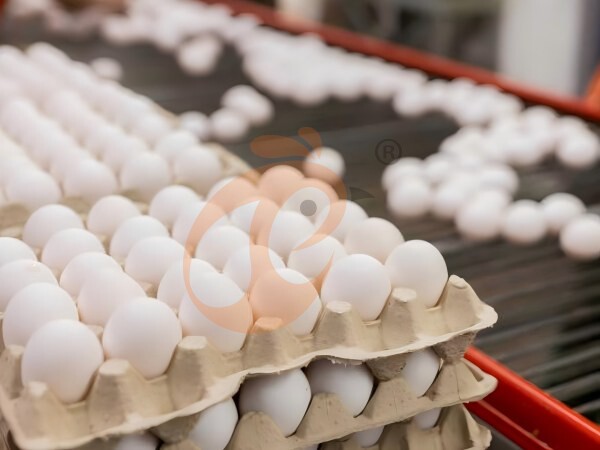 Étude de cas : Comment une ferme avicole a augmenté l'efficacité de la collecte des œufs de 40%