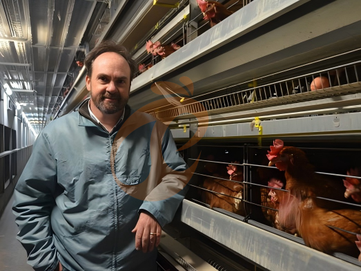 Installation de cages pour poules pondeuses | 7 étapes clés pour une installation correcte