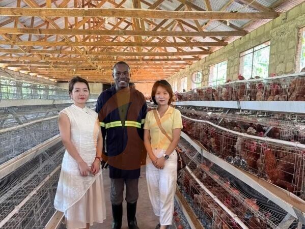 La filiale en Tanzanie propose un plan d'entreprise pour les fermes avicoles, fabrique des équipements pour les fermes avicoles