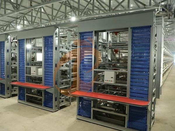 H A chicken battery cage for layers in poultry farm (68)