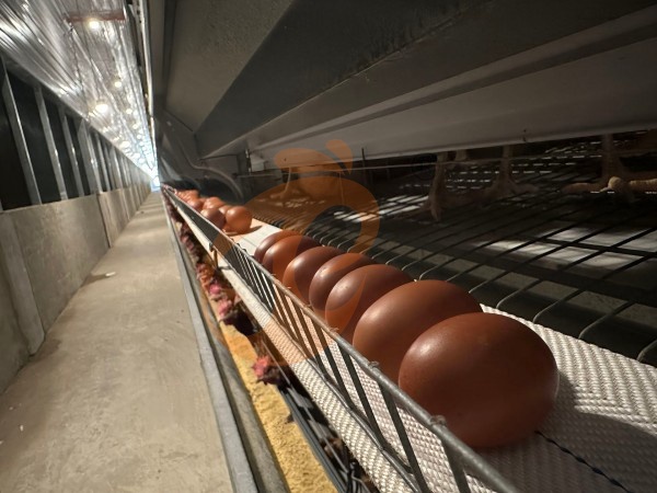 Quelle Est La Durée De Vie Des Cages Industrielles Pour Poules Pondeuses De Type H En Éthiopie ?