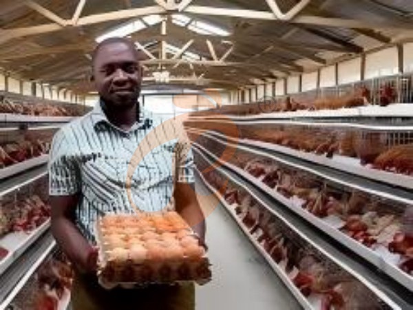 Comment fonctionne une cage à poules de type A pour poules pondeuses en Éthiopie ? 5 faits pratiques expliqués