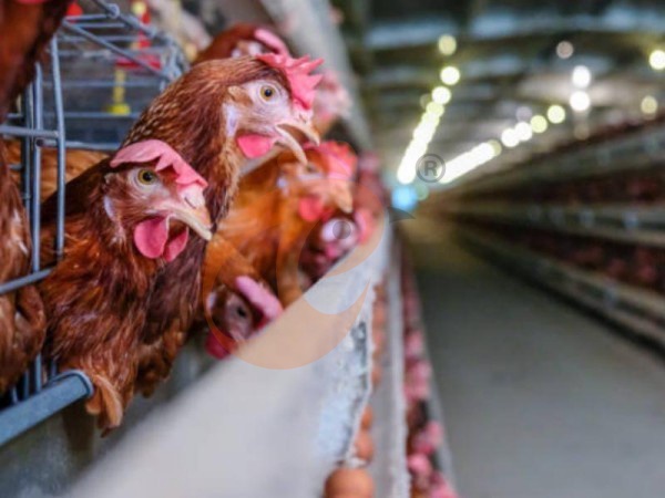 A H layer chicken battery cage price in poultry farm (21)