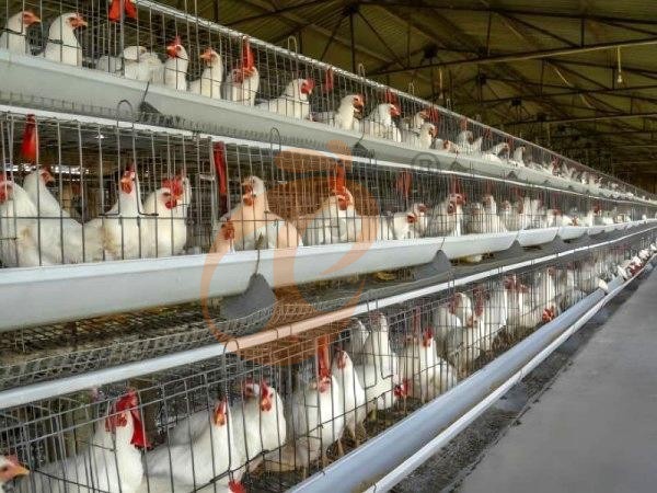 Quel est le processus de gestion quotidienne pour un système de cages de volaille de type A en Éthiopie ? 7 étapes clés