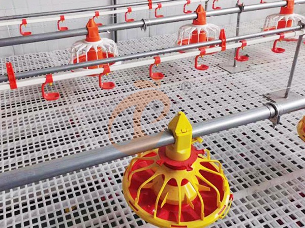 Comment réduire le risque de maladie dans le système d'élevage au sol | 6 méthodes éprouvées