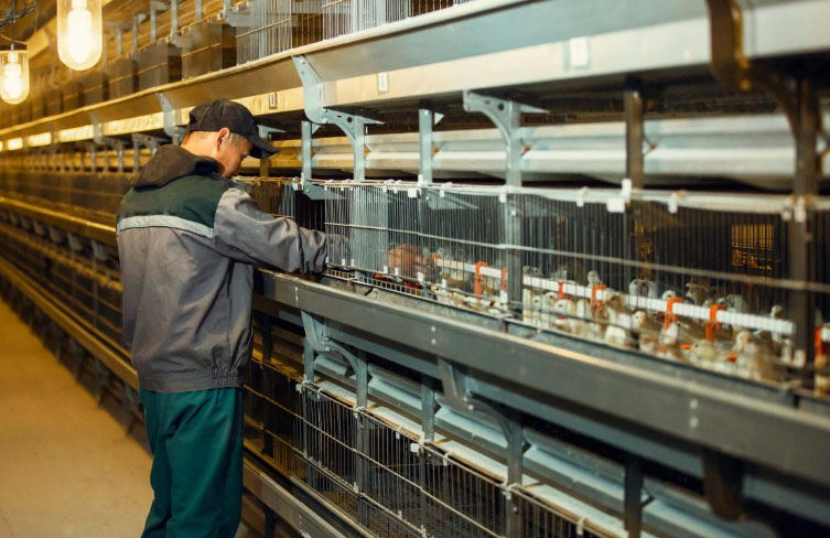 Comment garder au chaud les poussins d'un élevage de volailles