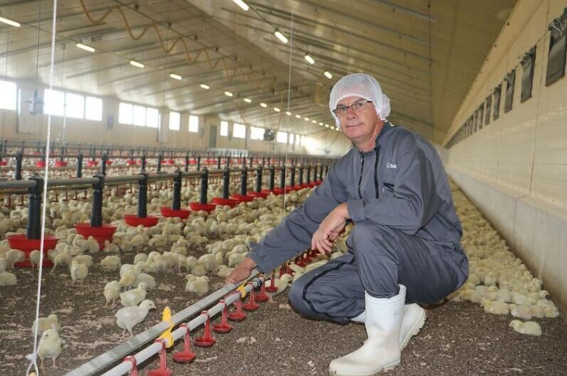 Introduction d'un système de cages à poulettes ou de cages d'élevage à cadre A