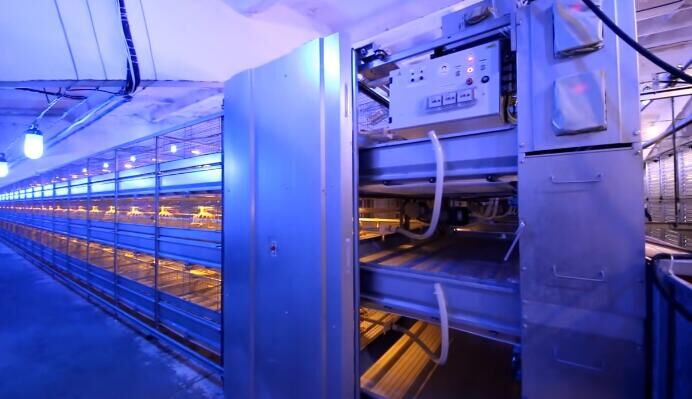 Température normale pour maintenir les oiseaux dans une cage en batterie