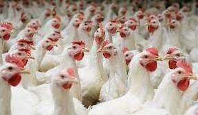 Comment démarrer une ferme de 120 000 poules pondeuses en Afrique