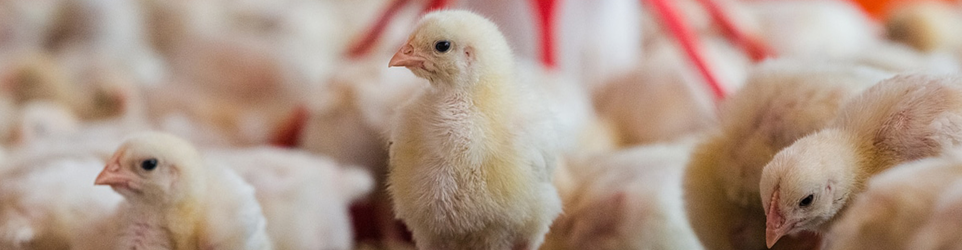 Éclosion des poussins