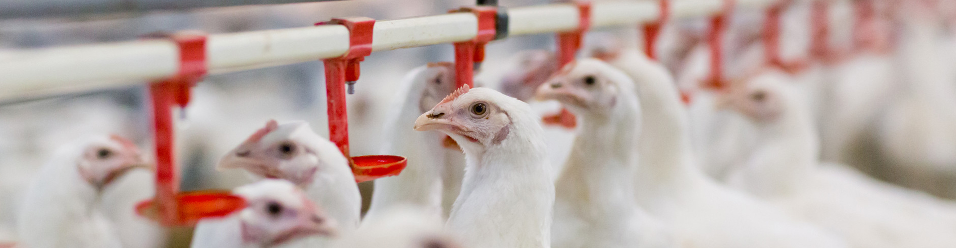 Poussins mangeant