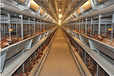 Notre entreprise a réalisé un projet de 20 000 poussins et 20 000 pondeuses avec un système de cages à poules.