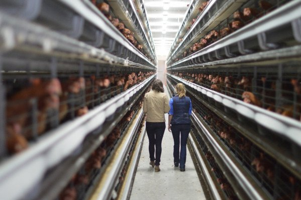 Qu'est-ce que le système de cages en batterie dans la gestion des volailles ?