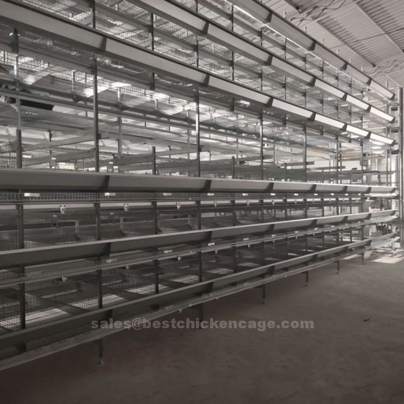 鸡笼或蛋鸡笼H (21).jpg