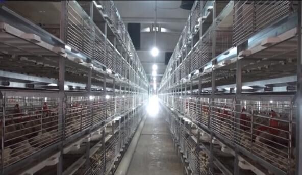 L'équipement avicole de notre société