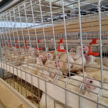 8 avantages du poulet de chair dans l'exploitation avicole