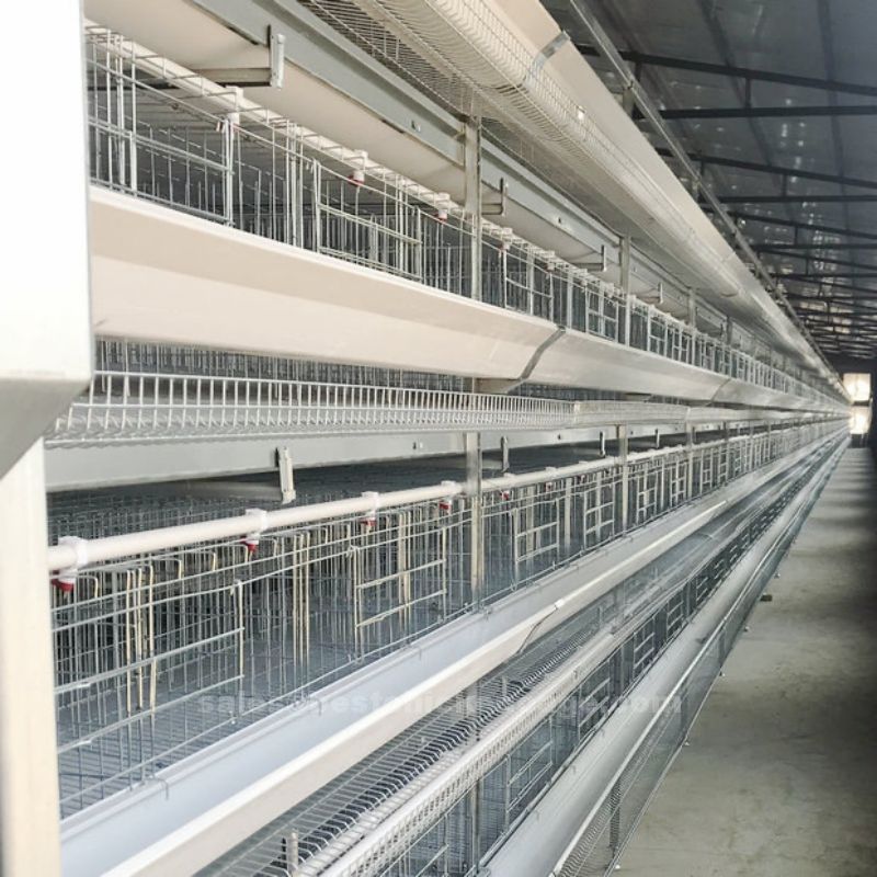 Battery cage system in poultry as a parameters set to curb cannibalism