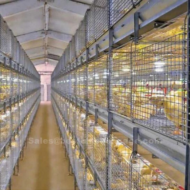肉鸡正加邮箱.jpg H type automatic chicken cage for broilers in the poultry farm