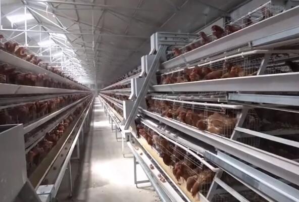 Comment les cages à poules en batterie peuvent optimiser l'efficacité et la rentabilité