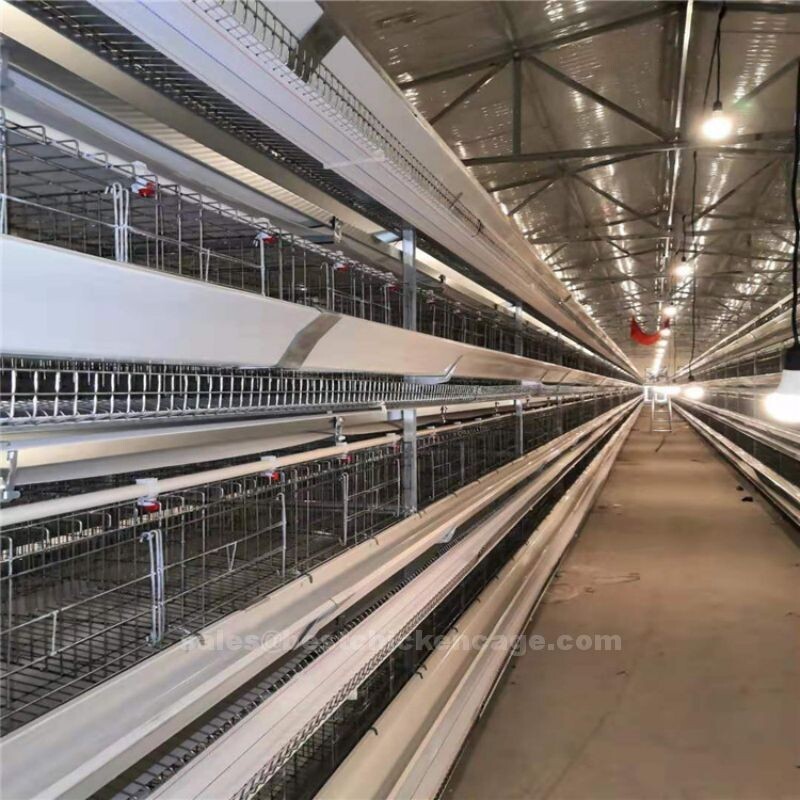 鸡笼或蛋鸡笼H (58).jpg