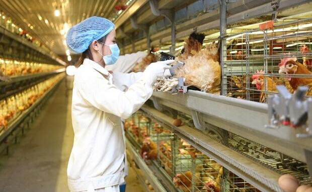 Las ventajas de un sistema automático de alimentación de aves de corral para una granja de pollos incluyen la reducción de los costos laborales y la mejora de la productividad.