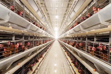 La jaula de batería tipo H para gallinas ponedoras es un sistema avanzado y eficiente de cría de aves diseñado para maximizar la producción de huevos