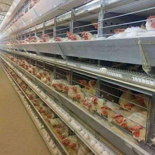 ¿Por qué necesita que los sistemas de cría intensiva sean comunes para maximizar la producción tanto de huevos como de carne?