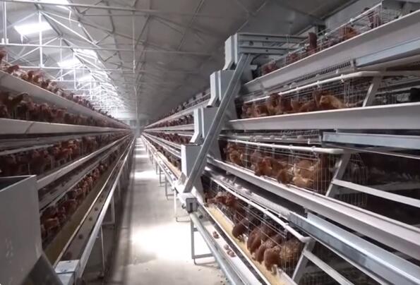 10 beneficios de las jaulas automáticas tipo A para gallinas ponedoras que aumentan la productividad y mejoran la calidad del huevo