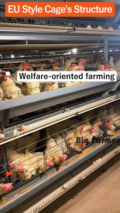 Layer Chicken Cage Design (13)